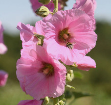 25 Pale Pink Hollyhock Light Alcea Rosea Flower   - £13.27 GBP