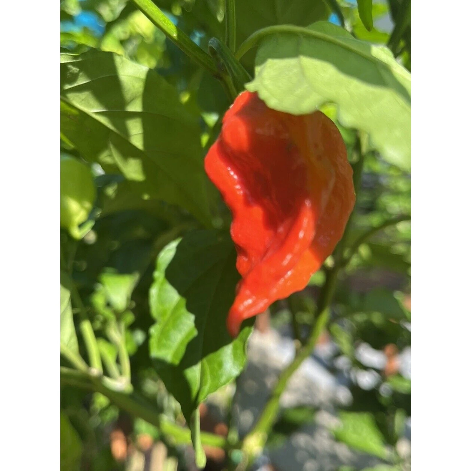 Easy to Grow 7 Pot Lava Red Super Hot Pepper   20+  Per Bag  1+M SHU Seeds - $9.99