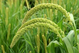 Foxtail Millet - 25+ seeds - Am 047 - £1.56 GBP