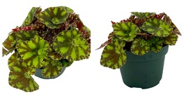 3.75&quot; Pot - Neon Splash Begonia Plant - Easy to Grow Houseplant - £24.31 GBP