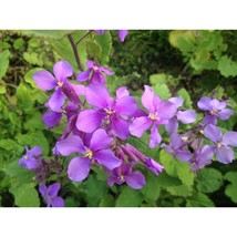 Violet Orychopragmus Flower Seeds, 1 Original Pack, Beautiful Purple Flowers, 10 - £8.59 GBP