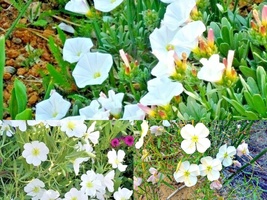 300 Flower Seeds Pale EVENING PRIMROSE Drought Heat Cold Groundcover Wildflower - £13.17 GBP