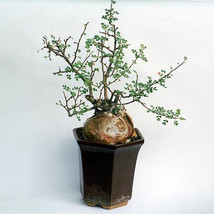 Fast Ship USA Seller 5 Seeds Pachycormus Discolor Seeds Bonsai Plant - £22.73 GBP