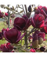Magnolia X Genie 36 Inch Tall Ships Bare Root Beautiful Garden - $139.99