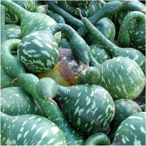 Gourd Seeds Speckled Swan 5 Ct Bottle Goose  - $4.75