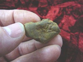 (PP450-1) 1&quot; Genuine Fossil TURTLE POOP Coprolite DUNG WEIRD WA state sc... - $10.39