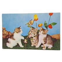 Postcard Three Kittens Playing With Butterfly Flowers Chrome Unposted - £5.17 GBP