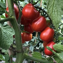 30 Napoli Tomato Seeds Organic Fresh Fresh Seeds USA - $4.96