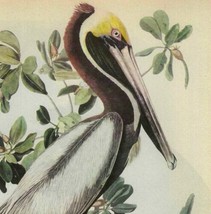Brown Pelican #2 Bird 1946 Color Art Print John James Audubon Nature DWV2C - $39.99