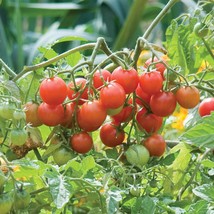 Burpee &#39;Sweetheart of the Patio&#39; | Red Cherry Tomato | 10 - $15.17