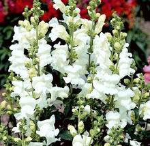 100 Seeds Rocket White Snapdragon Flower Seeds - £11.59 GBP