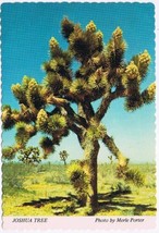 Postcard Joshua Tree Yucca - $9.89