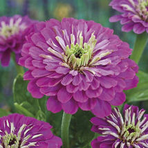 100 Seeds Giant Royal Purple Zinnia Flower Seeds - £11.53 GBP