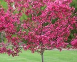 Dwarf Pink Dogwood 5 Seeds Tree Cornus Florida Fubra Flowering Hardy - $5.99