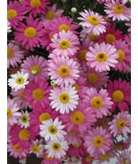 RD 200+ Valentine&#39;s Day Mix Marguerite Daisy Seeds for Garden - FREE SHI... - $95.99 MXN