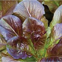 USA Seller Cimarron Lettuce Seeds Fast Shipping - £10.39 GBP