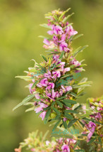 BPA 100 Seeds Slender Bush Clover Lespedeza Virginica Shrub Pink Purple ... - £7.82 GBP