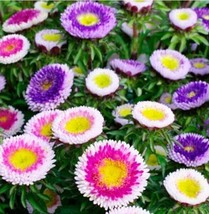 FA Store 200 Seeds Aster Nova Mix (Needle) Large Flowers Annual Bees But... - £7.79 GBP