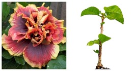 Hibiscus Cajun Color Crown Jellyfish, Starter Plant Garden - $54.99
