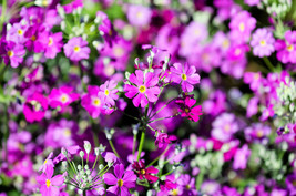 100 LAVENDER FAIRY PRIMROSE Purple Primula Shade Houseplant Flower Seeds - £10.50 GBP