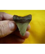 (S233-10) 1-3/4&quot; Fossil MEGALODON Shark Tooth Teeth JEWELRY love sharks ... - €36,64 EUR