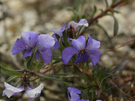 Prairie Violet 100 Seeds for Planting - Viola Pedatifida - Deep Purple t... - $17.00