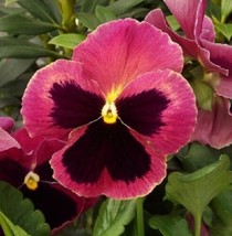 New Fresh Seeds 50 Pansy Seeds Delta Rose With Blotch USA Seller - $24.50