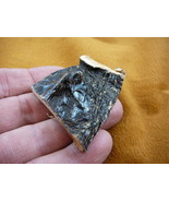 (G502-326) 2&quot; Gator ALLIGATOR BACK SCUTE bone bones HIDE scutes croc lov... - $19.09 CAD