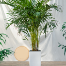 Chrysalidocarpus Lutescens Home Decoration Areca Palm - 5 Seeds - $6.54