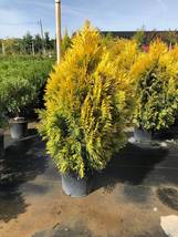 Golden Arborvitae tree qt. pot   (thuja plicata) image 4