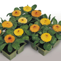 Fiesta Gitana Calendula Seeds | 100 Seeds | Non-GMO | US SELLERA - £4.79 GBP