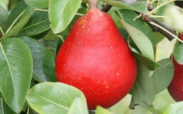 PPA 25+ Red Clapp&#39;S Favorite Pear Seeds For Garden Planting - USA  - $7.12