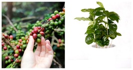 DWARF Arabica Coffee Plant Seeds (Coffea catura) Indoor Coffee Bean Tree 20Seeds - £16.63 GBP