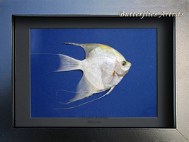 Platinum Blue Real Angelfish Pterophyllum Scalare Taxidermy Collectible Display - $59.99