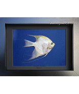 Platinum Blue Real Angelfish Pterophyllum Scalare Taxidermy Collectible ... - $1,139.78 MXN