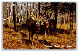 Generic Greetings White Tail Deer Cass City Michigan MI UNP Chrome Postcard W22 - £2.33 GBP