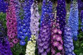 Delphinium Seed, 1000 Seeds, Giant Imperial Mix, Organic, Striking Mixed Colors - £7.90 GBP