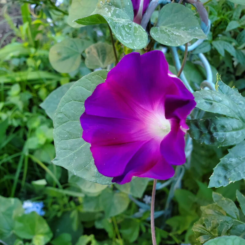Best Purple Morning Glory 5 Best Flower Seeds -  - $8.42