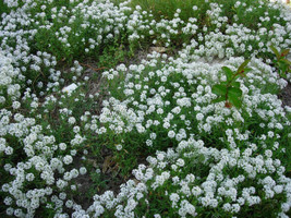 Alyssum Sweet White Flower Fragrant 1000 Seeds Gardening USA SELLER - $7.98