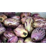 Solanum muricatum Aiton Ginseng Fruit, Professional Pack, tasty nutritio... - $24.10