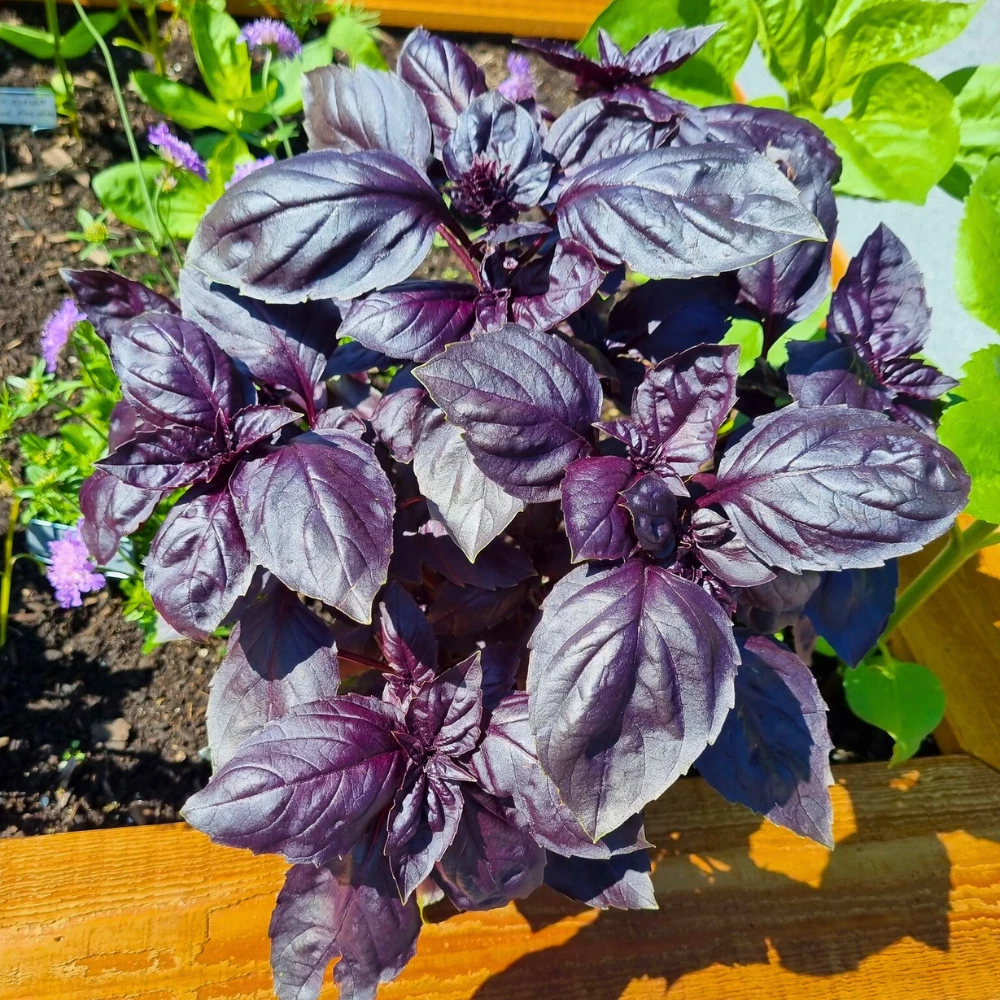Dark Opal Basil Seeds, NON-GMO, Purple Basil, Herb Seeds, 150 Purple Bas... - $6.96