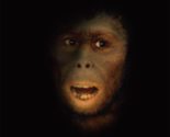 Man the Hunted: Primates, Predators, and Human Evolution, Expanded Editi... - $24.46