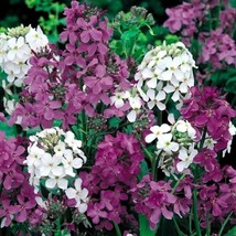 50 Dames Rocket Mix Flower Seeds Perennial - £13.49 GBP