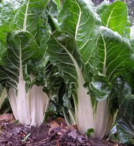 swiss chard barese seeds - code 442 - $4.99