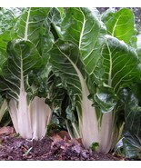 swiss chard barese seeds - code 442 - $91.84 MXN swiss chard barese seeds - code 442 - $91.84 MXN