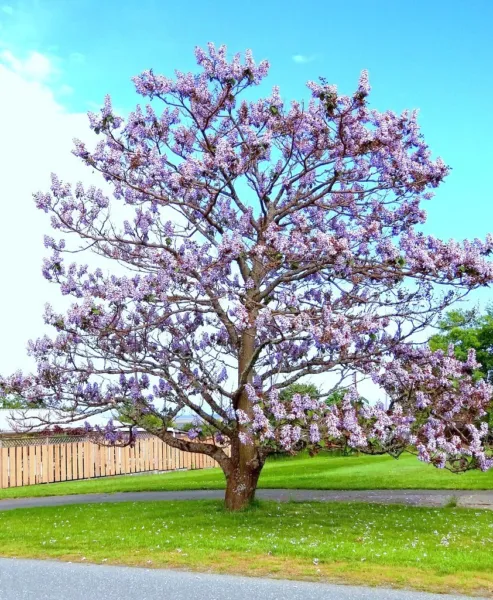 Paulownia Elongata Royal Empress Flowering Tree Wood Bonsai 10 Seeds Fre... - £14.13 GBP