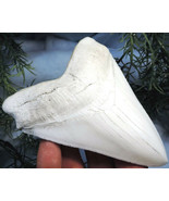 5 INCH LONG MEGALODON SHARK TOOTH REPLICA BIG FOSSIL GIANT SERRATED TEET... - €21,61 EUR
