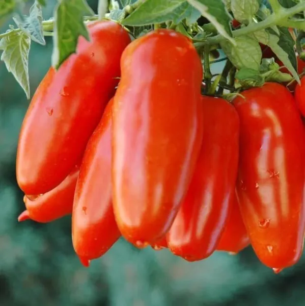 San Marzano Tomato Seeds For Planting 100+ Seeds Grow Your Own Food Good... - $19.92