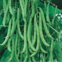 Blue Lake 274 Bush Beans Blue Bush Beans Cash Crop Bush Beans Green Bean Seeds 4 - £8.09 GBP