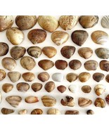Sea Shells Maine Coast Lot Of 56 Wells Beach Bar Harbor Color/Type Varie... - £23.69 GBP